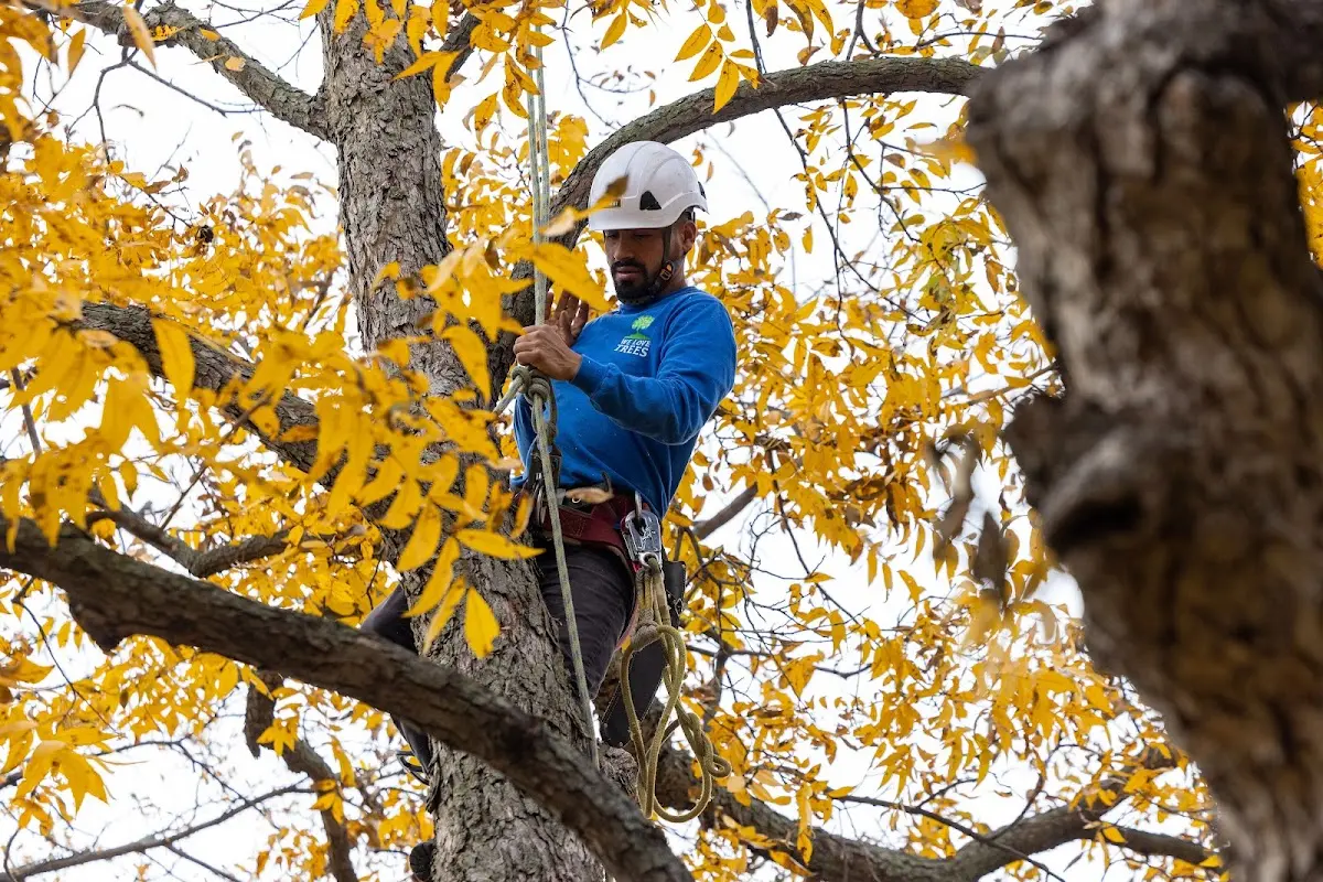 Skilled Tree Transplanting crew working in Manton